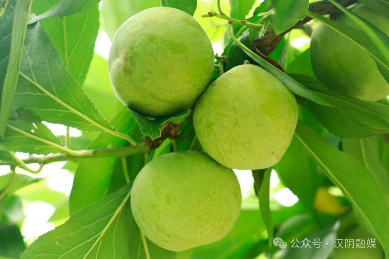 汉阴：香脆李成熟 丰收喜悦满枝头
