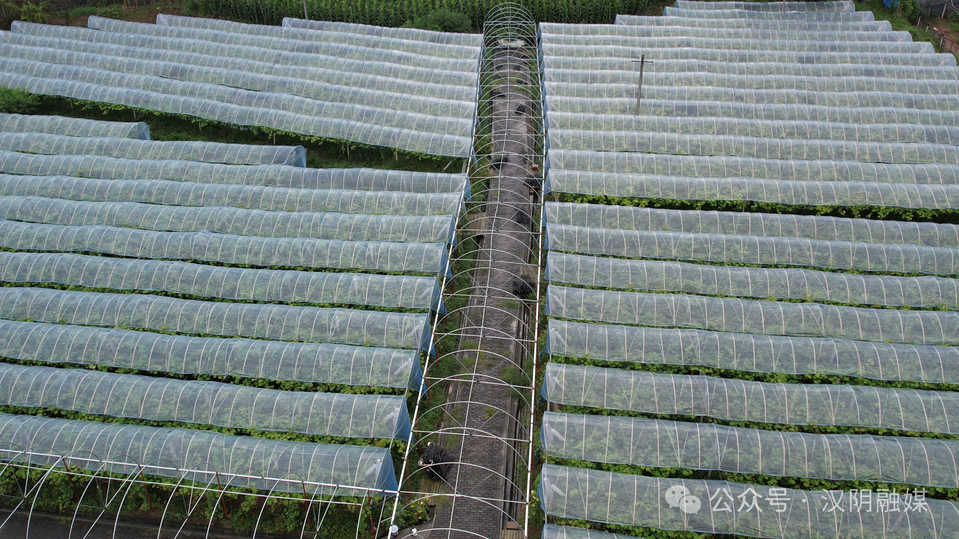 汉阴：设施农业打造幸福生活“聚宝棚”