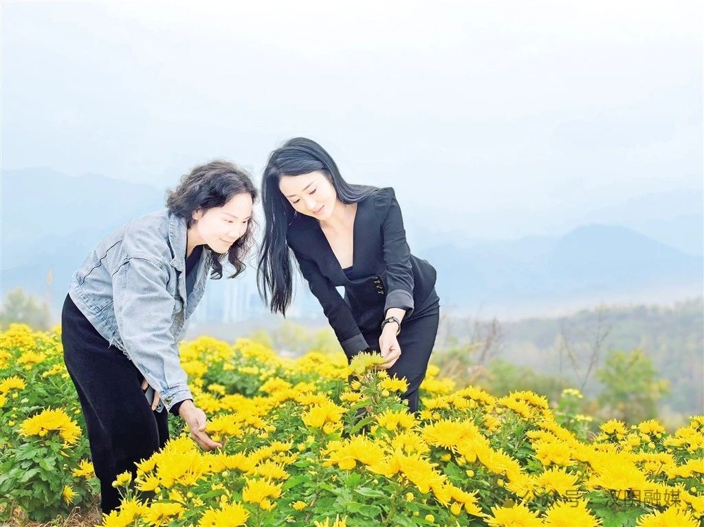 汉阴县城关镇：金丝皇菊开 “丰”景美如画