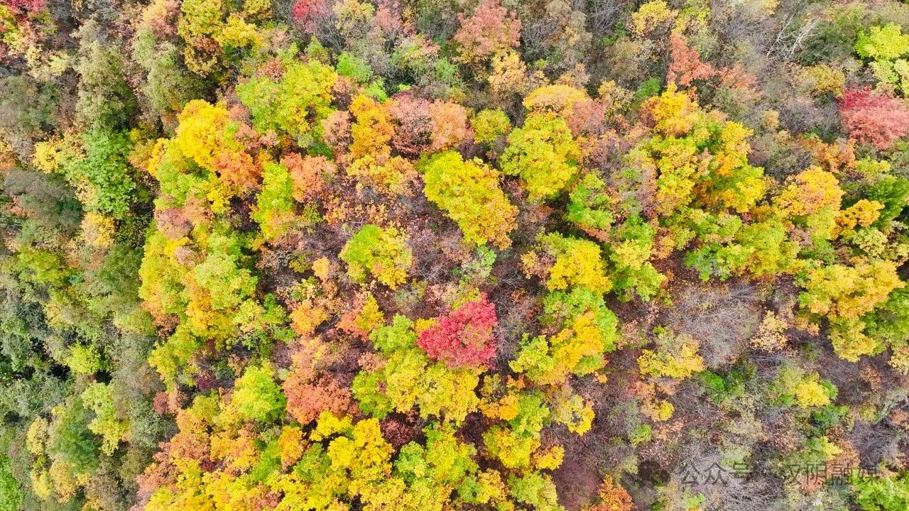 立冬时节，赏汉阴凤凰山森林公园的绝美画卷