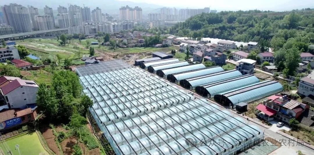 城关镇中堰村：城郊经济引领乡村振兴
