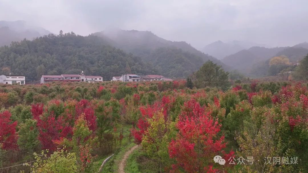 初冬时节 在汉阴邂逅一场枫叶红