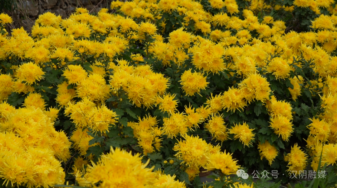 汉阴：金丝皇菊开满山