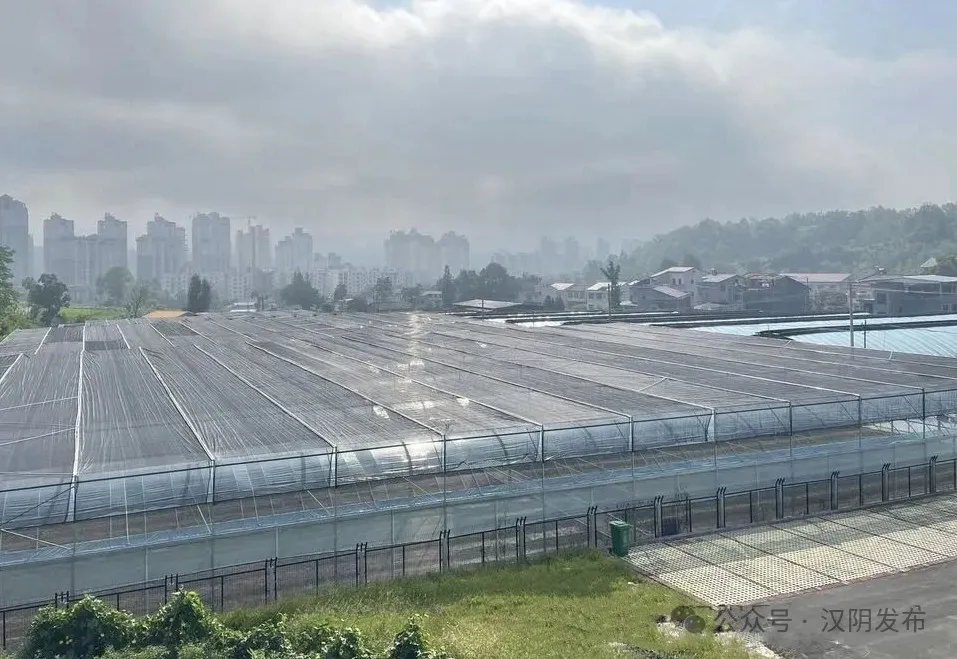 相约安徽·向春而行｜一键解锁文旅融合下的新庐阳！