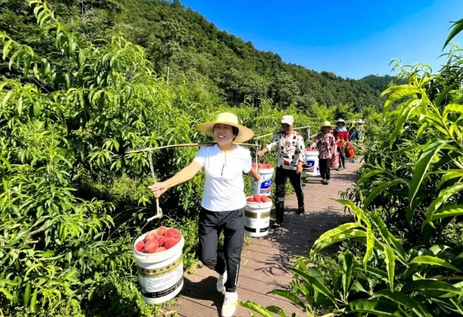 汉阴县蒲溪镇盘龙村党支部书记颜显琴：“双岗”履职促振兴