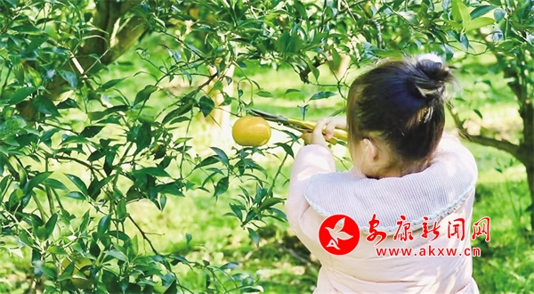 柑橘映红致富路