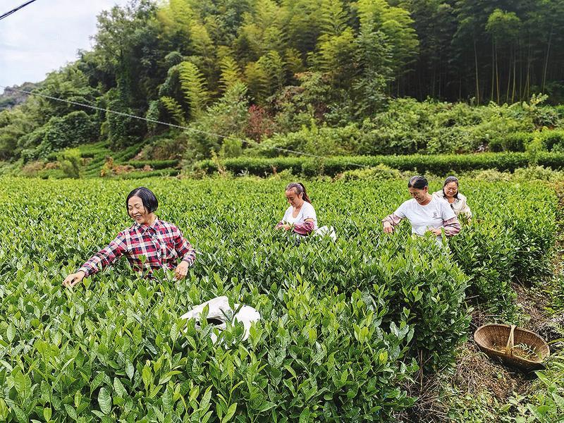 从一片叶到“茶香悠长”