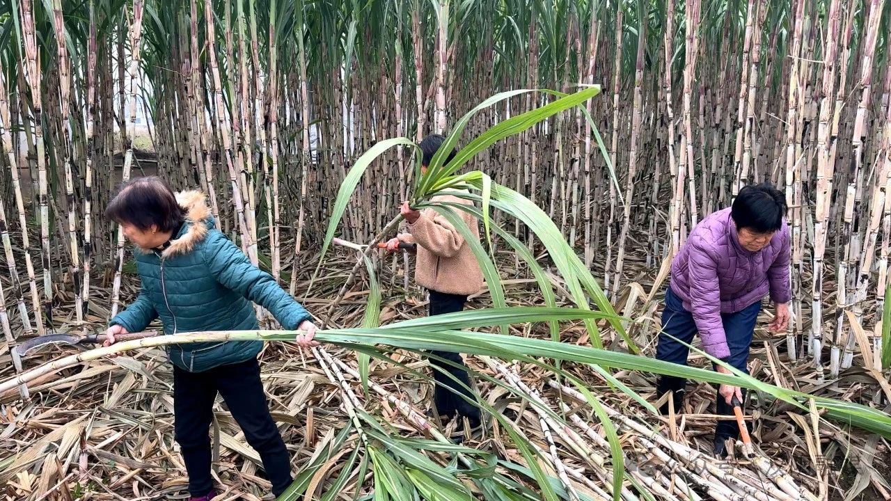 汉阴县蒲溪镇：甘蔗丰收寸寸甜 村民增收节节高