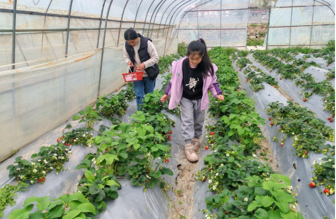 汉阴县双乳镇草莓抢先入市