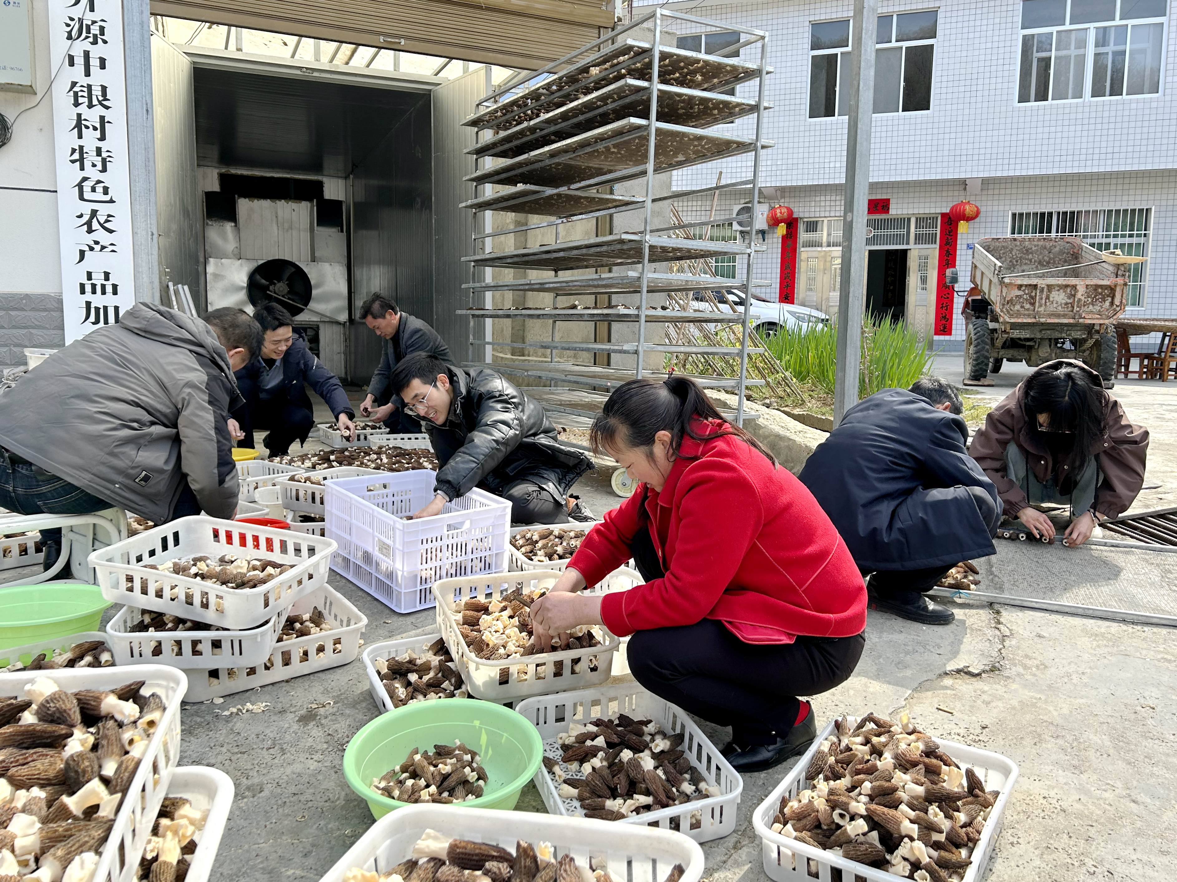 漩涡镇：羊肚菌产业喜获丰收