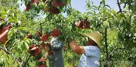 汉阴县双乳镇：黄桃迎丰收 产业促振兴