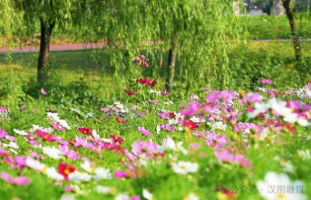 迎宾公园格桑花盛开 缤纷花海引客来