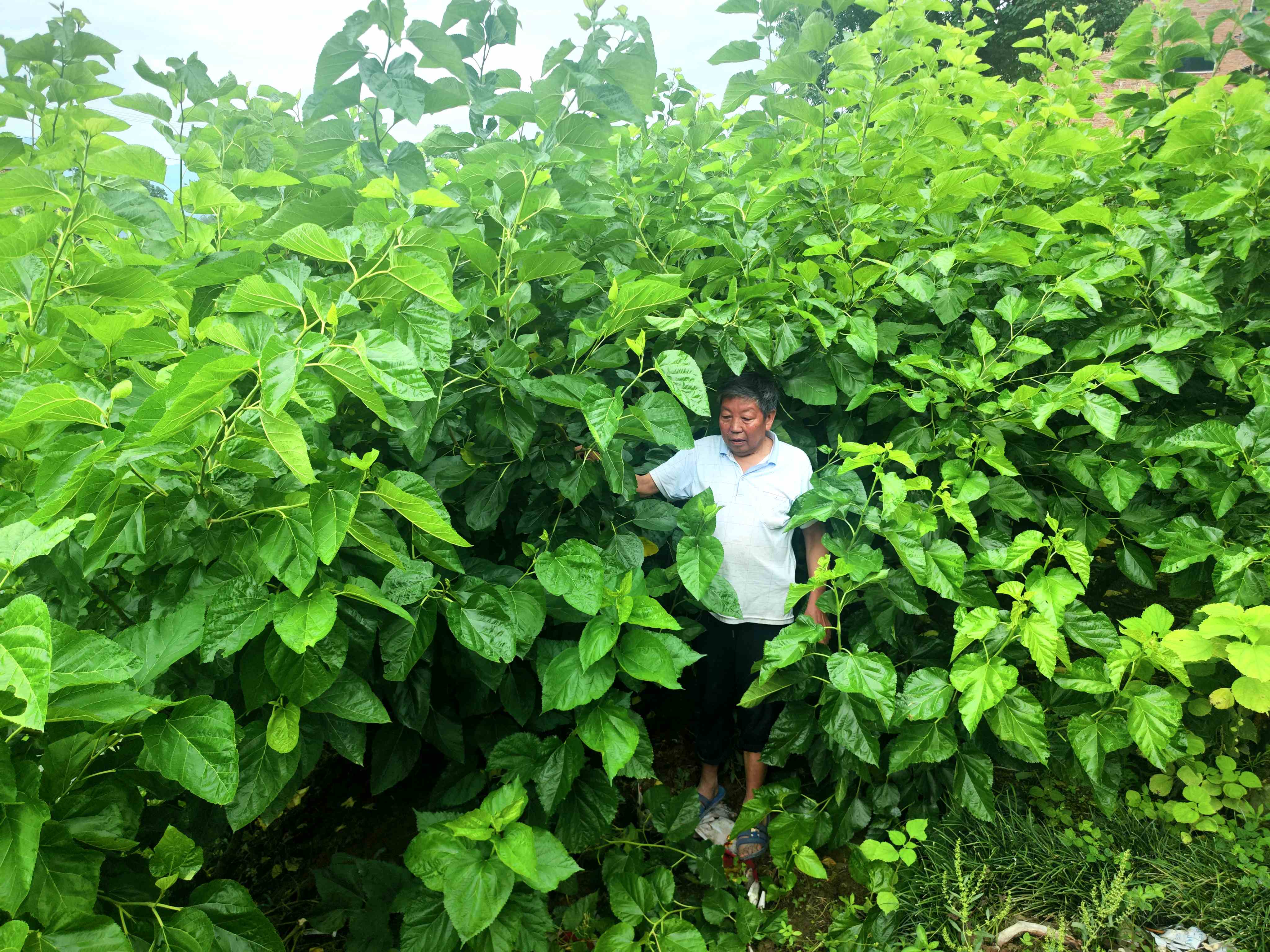 汉阴县双乳镇：蚕桑产业拓宽致富路