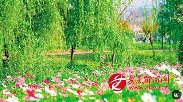 汉阴五彩花海迎客来