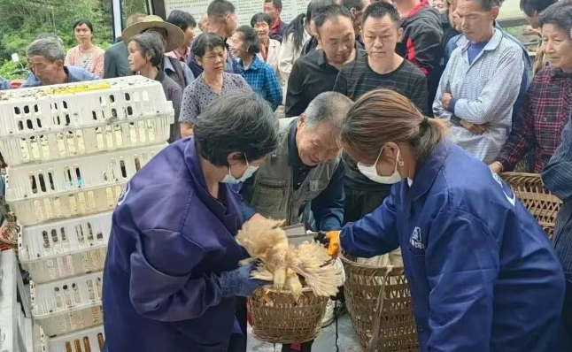 【强信心稳预期助增长】跨省“结亲”兴产业 溧阳三黄鸡“落户”汉阴助振兴