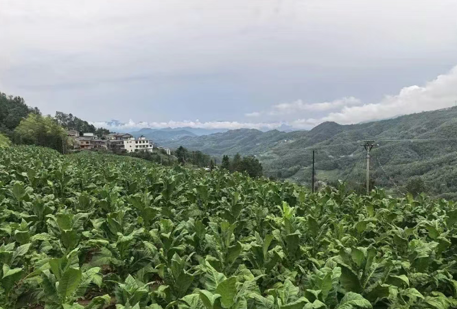 汉阴县漩涡镇今年首炉烤烟开烤 “黄金叶”开启丰收序章