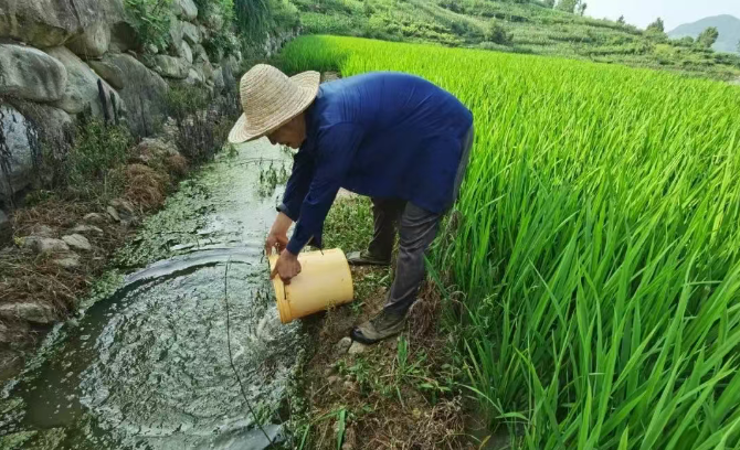 汉阴县漩涡镇：稻渔综合种养 助力农户增收