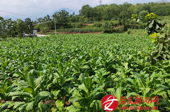 平梁镇清河村烤烟长势喜人