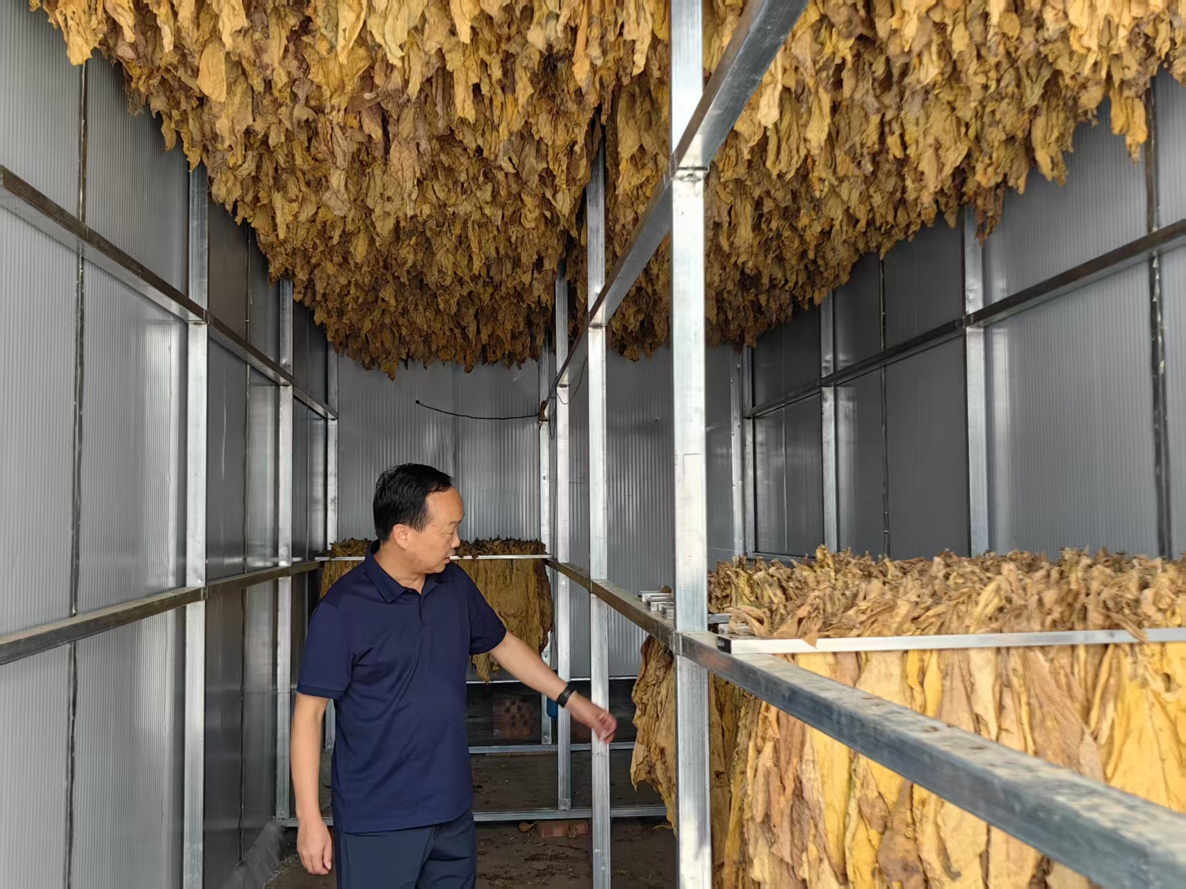 汉阴县汉阳镇：烤烟喜丰收 政府赋能产业兴