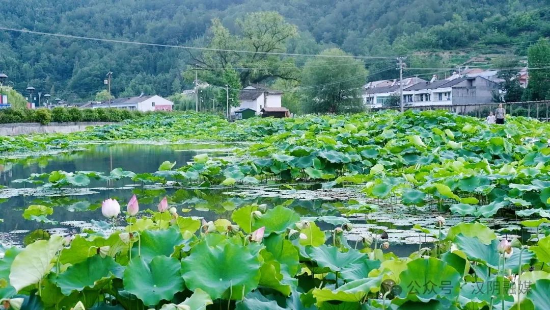 三柳村田园综合体荷花次第绽放 夏日美景入画来