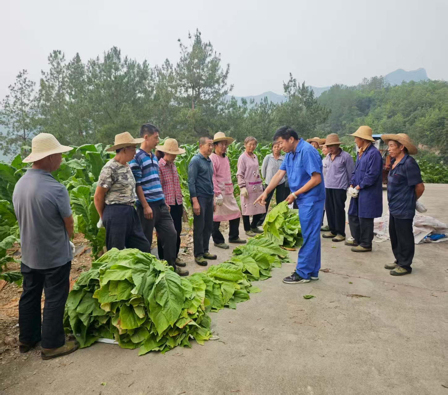 漩涡镇：千亩“黄金叶”喜获丰收 金色产业铺就乡村振兴致富路