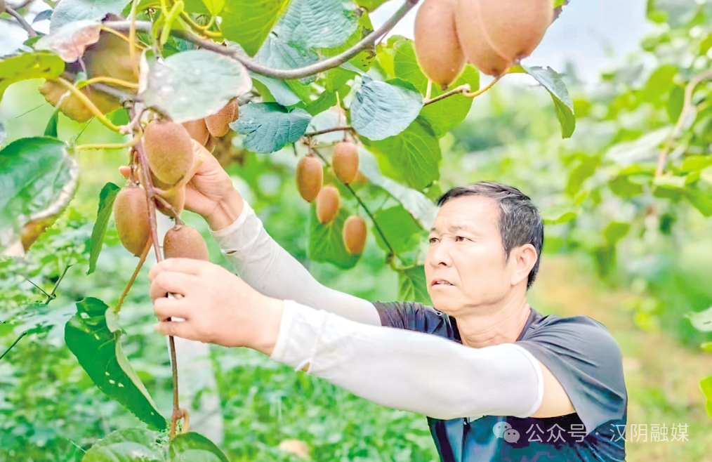 【“千万工程”看汉阴】城关镇：“林果经济”富民强村