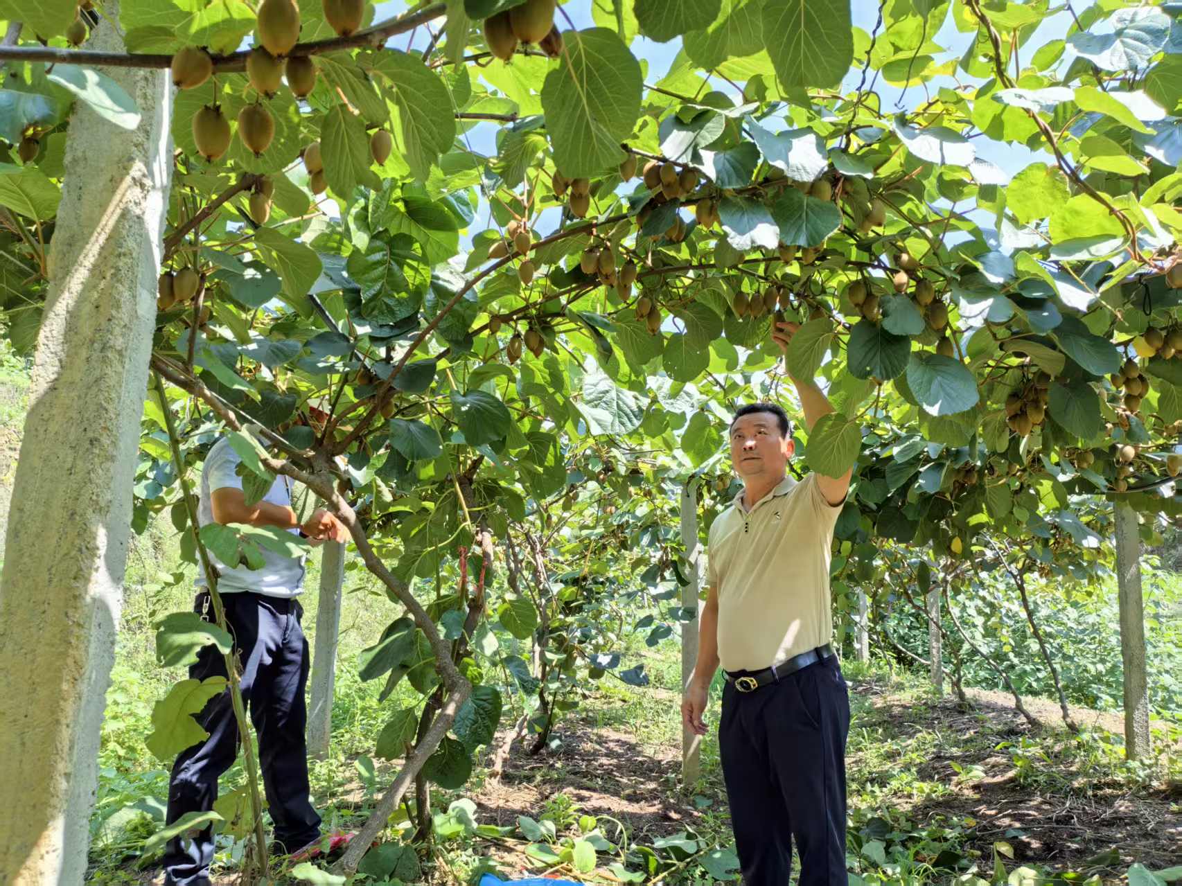 漩涡镇：又到丰收季 邀您共赴甜“猕”之约