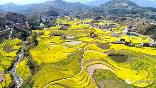 汉阴抢抓农时育新苗 静待凤堰梯田金色花海