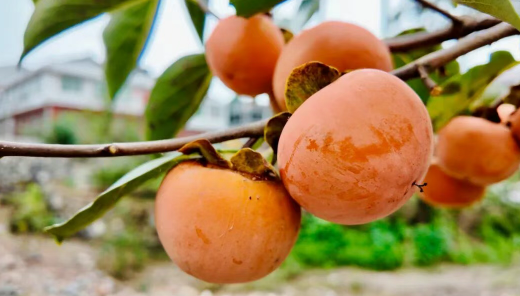 汉阴县平梁镇：“千年柿乡”柿子红 文旅融合促振兴