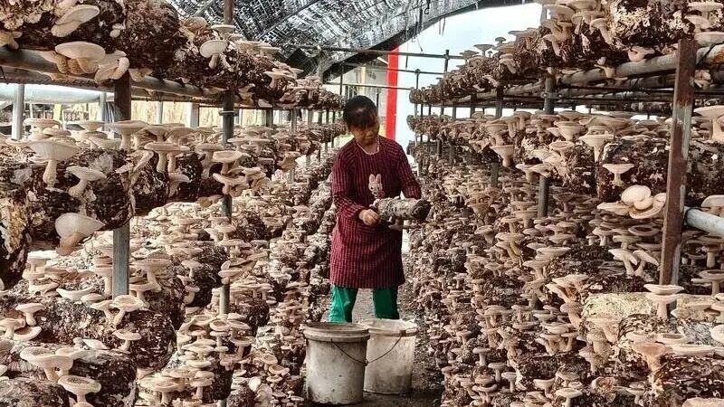 人才引领产业 产业集聚人才——汉阴县全链条人才体系激活产业新动能