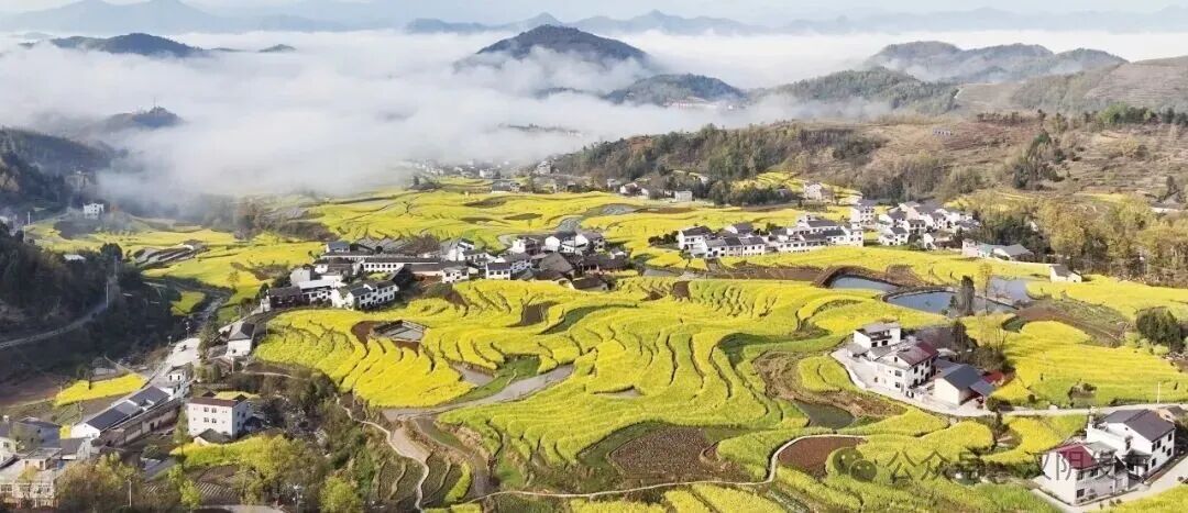漩涡镇：油菜铺就黄金路 油坊点亮新光景