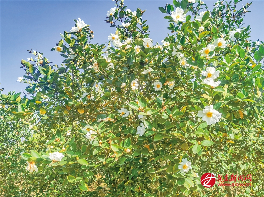 漩涡镇2600亩油茶迎来盛花期