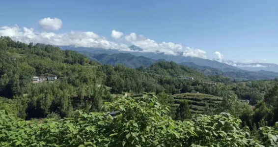 看汉阴这些村如何蹚出振兴路——汉阳镇长岭村