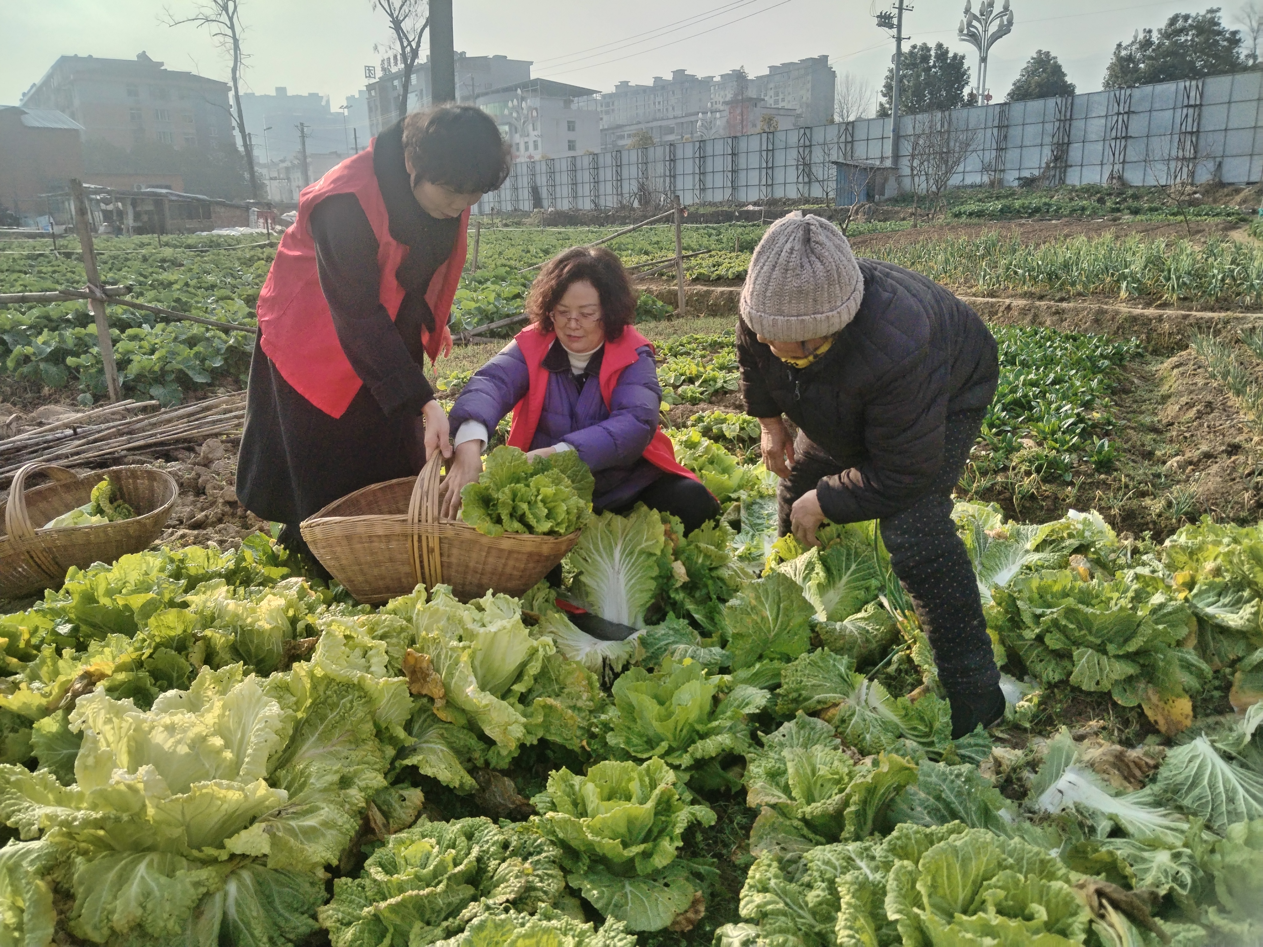 汉阴县城关镇长乐社区：暖心“蔬”送 “以购代扶”解民忧