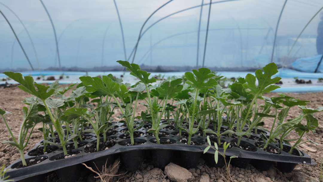 【新春走基层】汉阴县城关镇：春耕备耕正当时 西瓜基地移栽忙