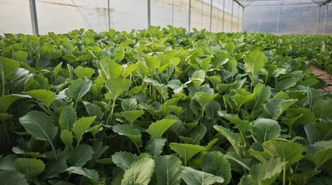 汉阴县平梁镇：新品种菜薹试种成功 富硒产业再添新活力