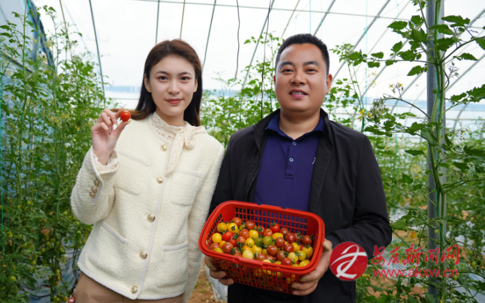 汉阴中堰村笃敬产业园采摘正当时