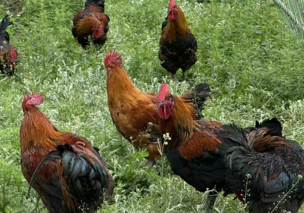 支部联建聚合力 林下“鸡”遇促振兴