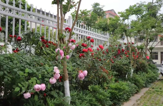 汉阴县平梁镇：以花为媒绘“浪漫” 花果飘香建“花镇”