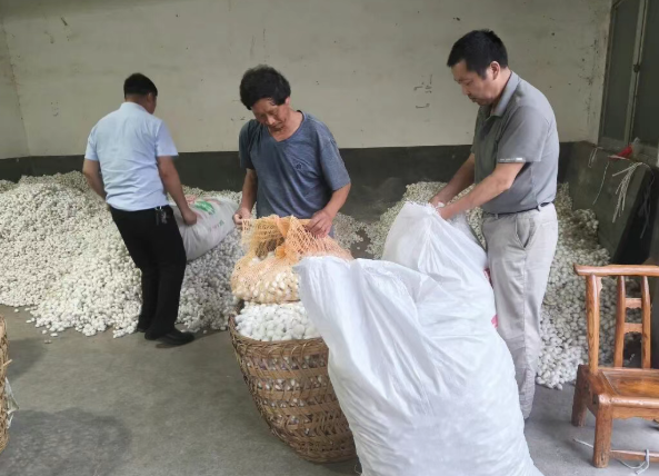 蚕茧丰收喜入账 银丝铺就致富路