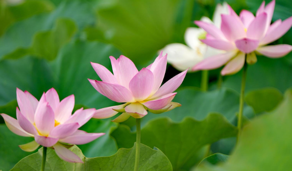 汉阴：荷花开 游客乐 农事忙