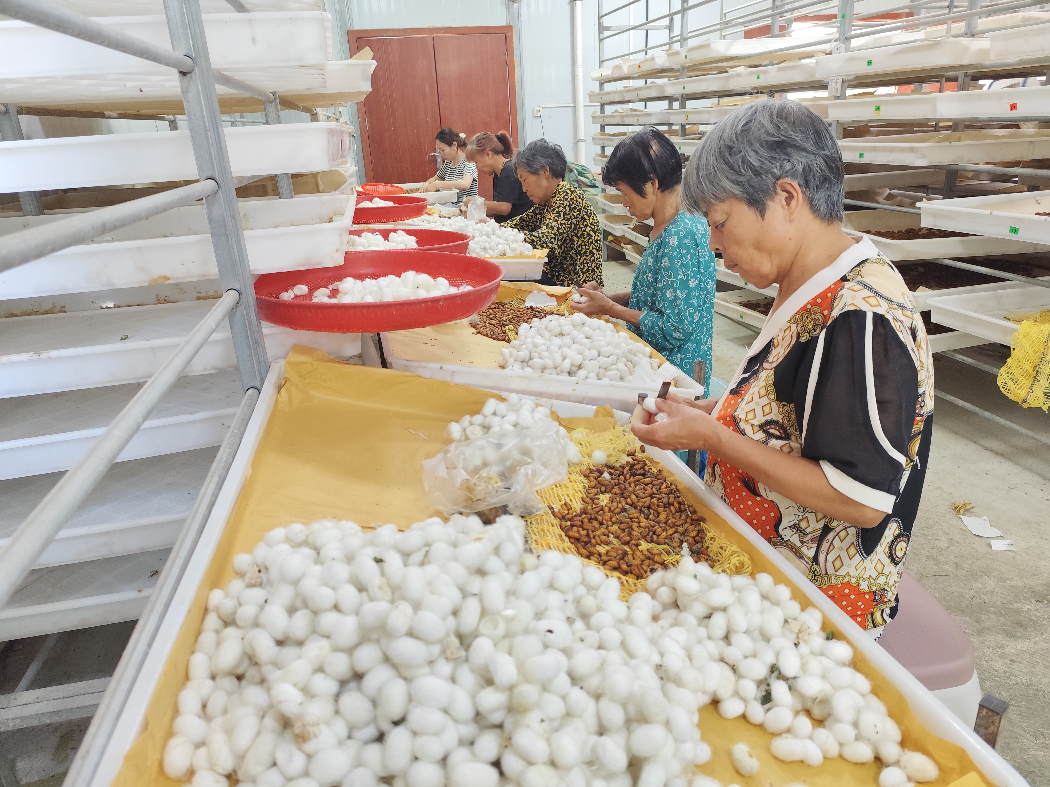 汉阴：小小蚕茧助增收 老有所乐稳就业