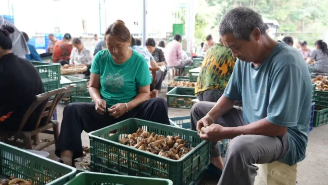汉阴：菌菇飘香农闲时 盘龙村里收购忙