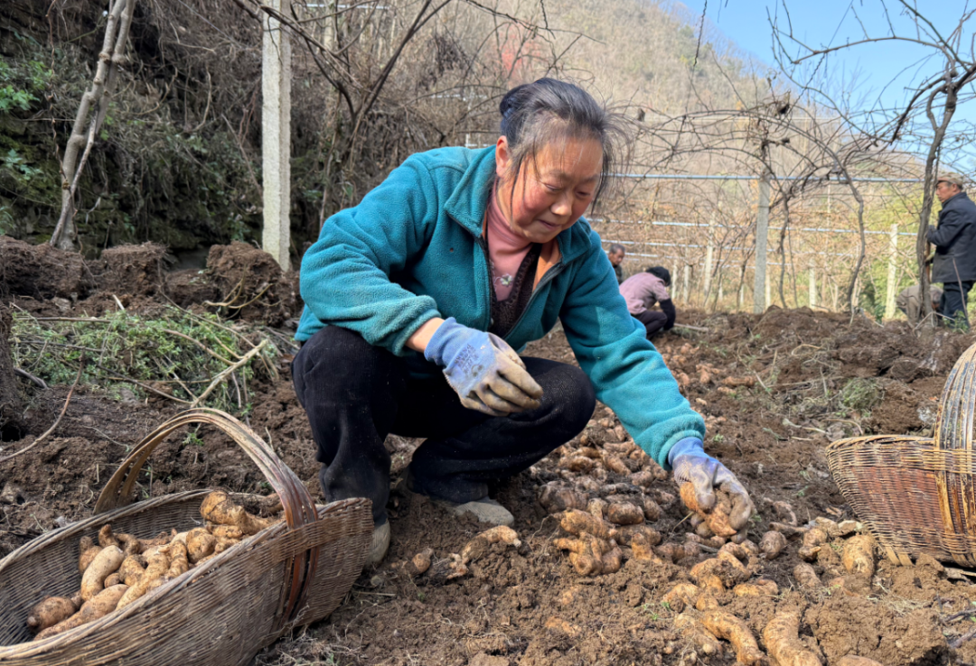 铁佛寺镇：把新乡贤“嵌”进天麻产业链
